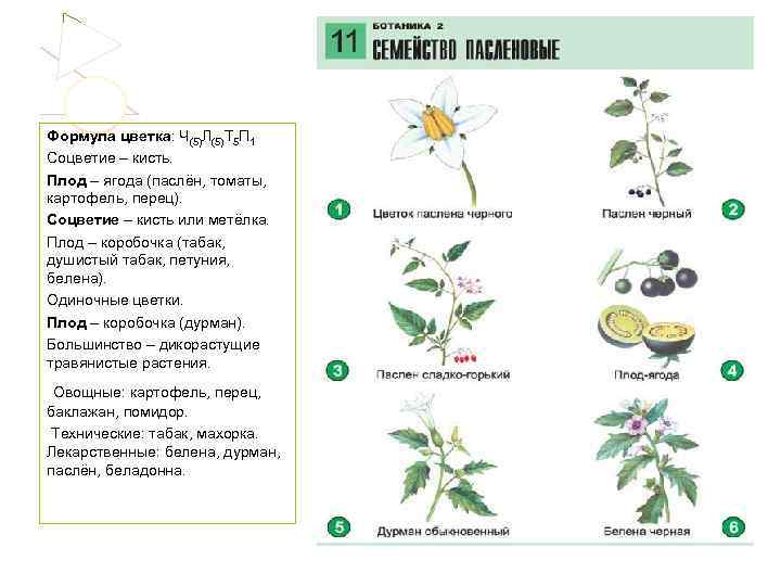 Формула цветка: Ч(5)Л(5)Т 5 П 1 Соцветие – кисть. Плод – ягода (паслён, томаты,