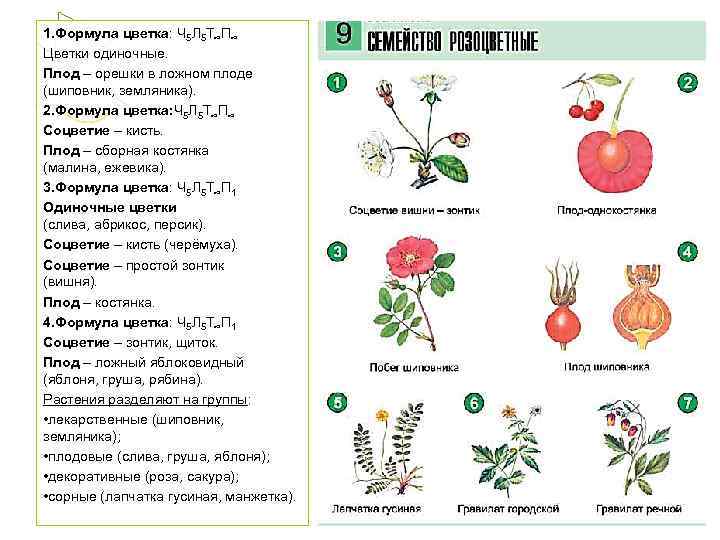 1. Формула цветка: Ч 5 Л 5 Т∞П∞ Цветки одиночные. Плод – орешки в