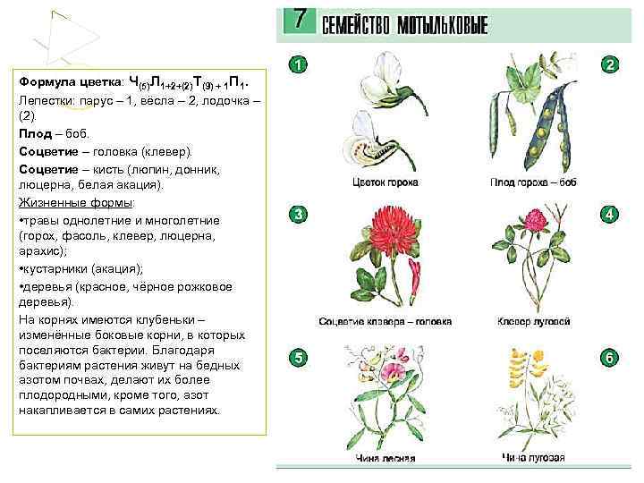 Формула цветка: Ч(5)Л 1+2+(2)Т(9) + 1 П 1. Лепестки: парус – 1, вёсла –