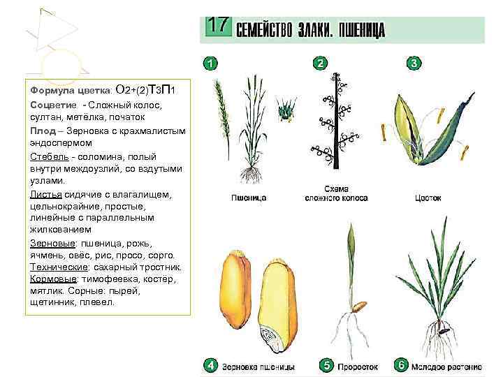 Формула цветка: О 2+(2)Т 3 П 1 Соцветие - Сложный колос, султан, метёлка, початок