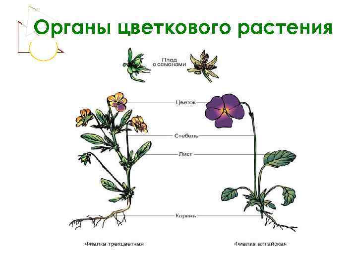 Органы цветкового растения 