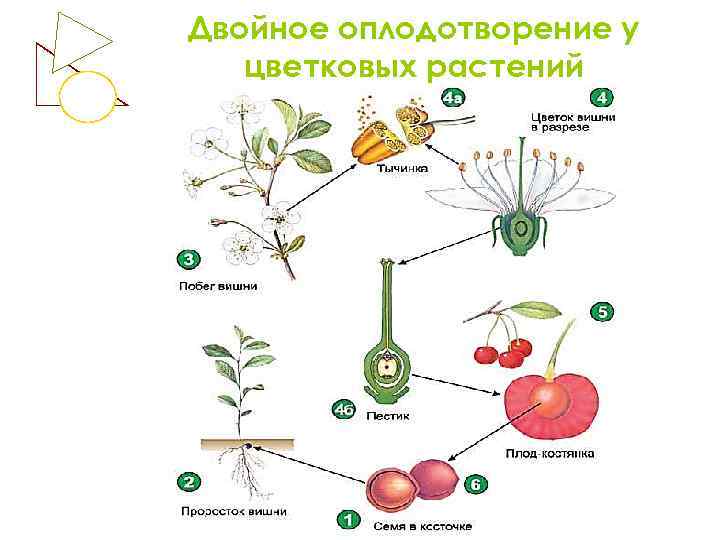 Выбери какие обозначения на рисунке соответствуют органам цветка в котором происходит оплодотворение