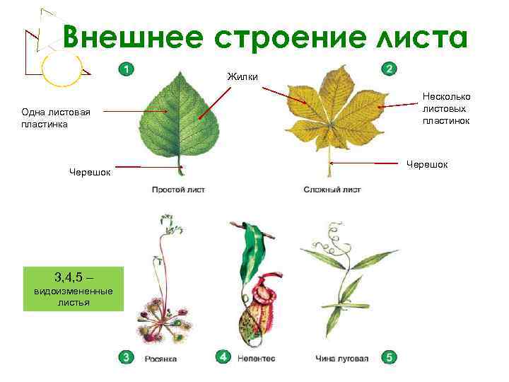 Внешнее строение листа Жилки Одна листовая пластинка Черешок 3, 4, 5 – видоизмененные листья