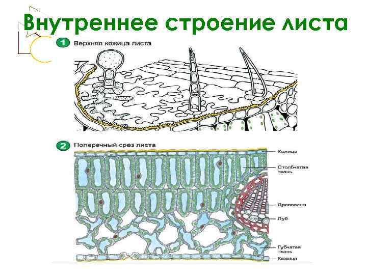 Рассмотрите рисунок внутреннего строения листа какая структура листа обозначена на рисунке цифрой 3