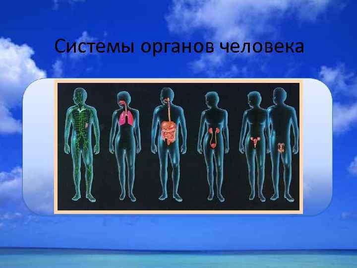 Системы органов человека 