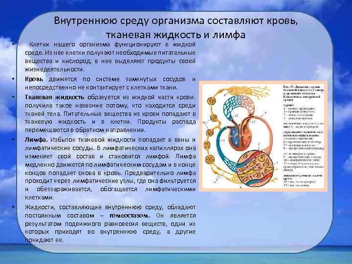  • • • Внутреннюю среду организма составляют кровь, тканевая жидкость и лимфа Клетки