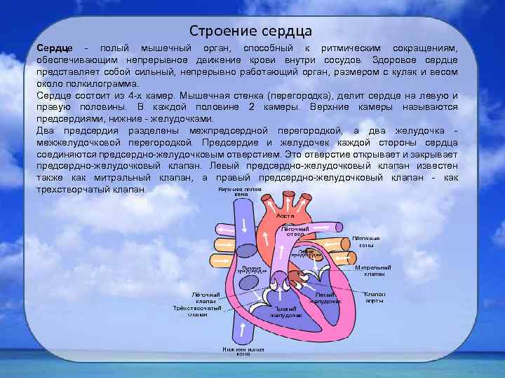 Строение сердца Сердце - полый мышечный орган, способный к ритмическим сокращениям, обеспечивающим непрерывное движение