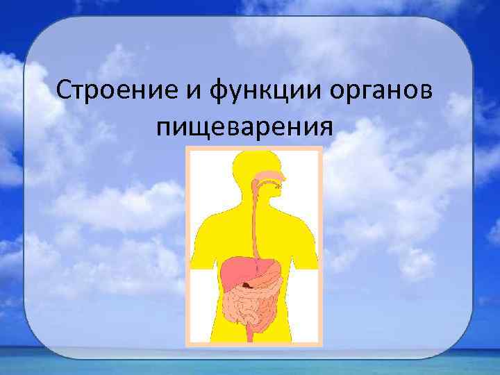 Строение и функции органов пищеварения 