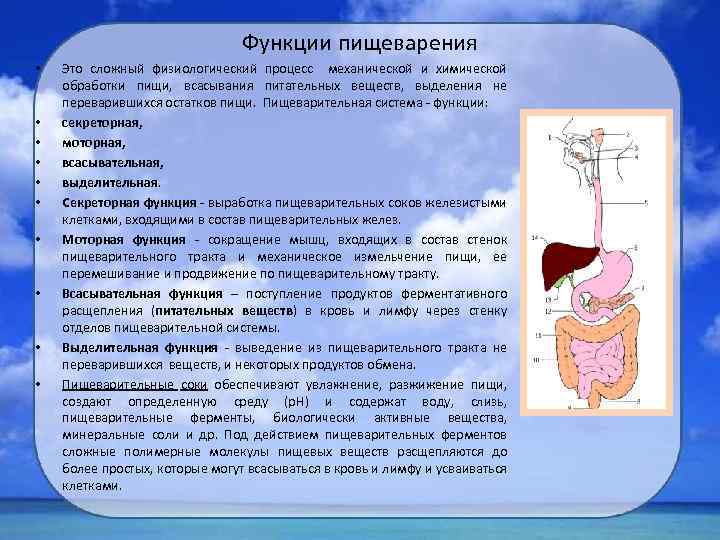 Функции пищеварения • • • Это сложный физиологический процесс механической и химической обработки пищи,