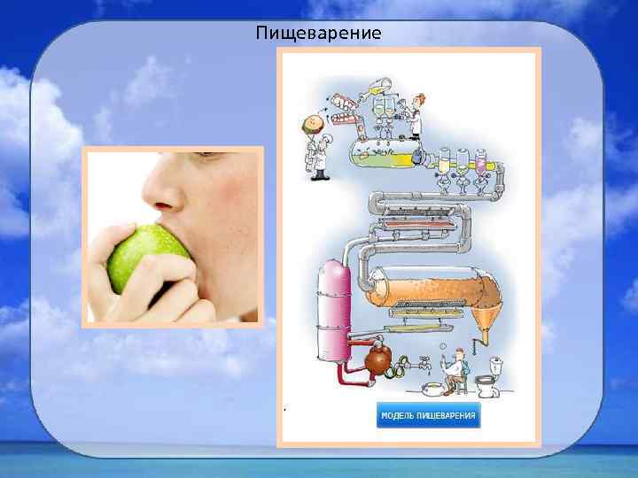 Пищеварение 