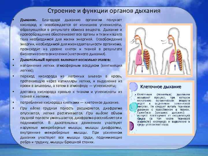 Строение и функции органов дыхания • • Дыхание. Благодаря дыханию организм получает кислород и