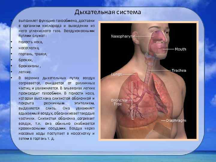 Дыхательная система • • выполняет функцию газообмена, доставки в организм кислорода и выведении из
