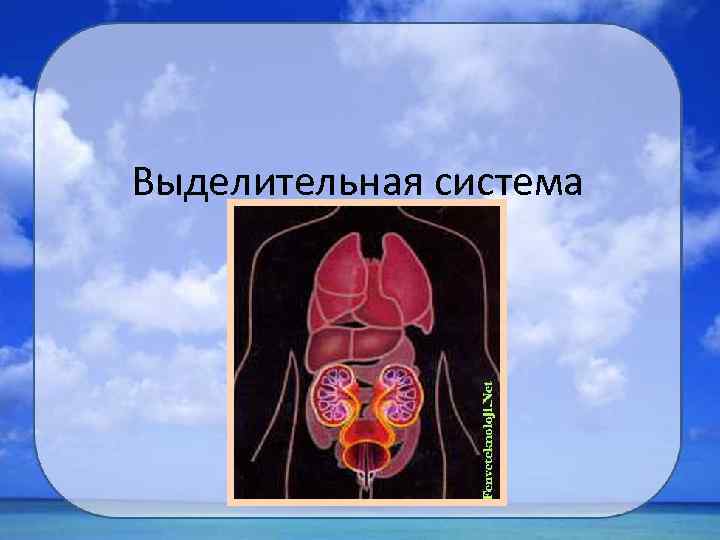 Выделительная система 