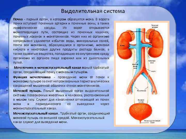Выделительная система • • • Почка - парный орган, в котором образуется моча. В