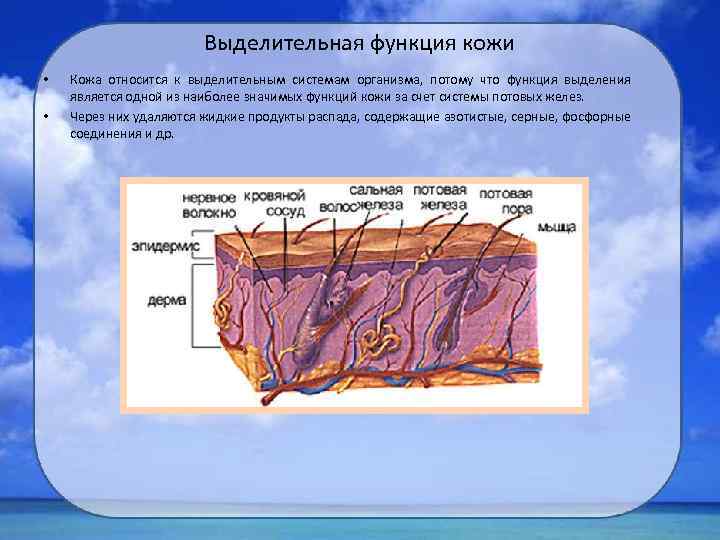 Выделительная функция кожи • • Кожа относится к выделительным системам организма, потому что функция