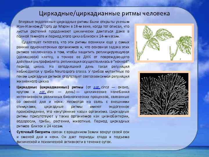Циркадные/циркадианные ритмы человека Впервые эндогенные циркадные ритмы были открыты ученым Жан-Жанком Д’Орту де Марэн