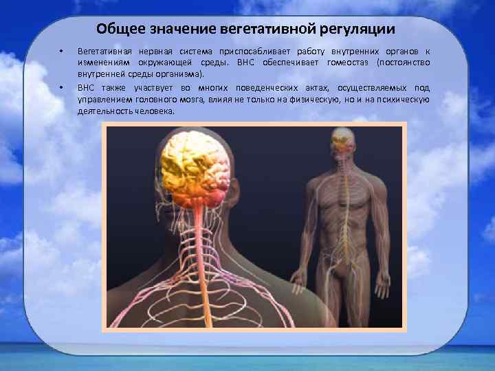 Общее значение вегетативной регуляции • • Вегетативная нервная система приспосабливает работу внутренних органов к