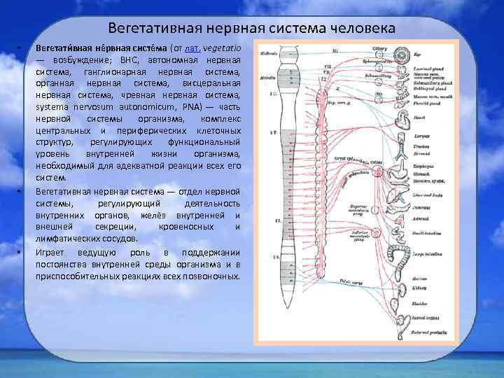 Вегетативная нервная система человека • • • Вегетати вная не рвная систе ма (от