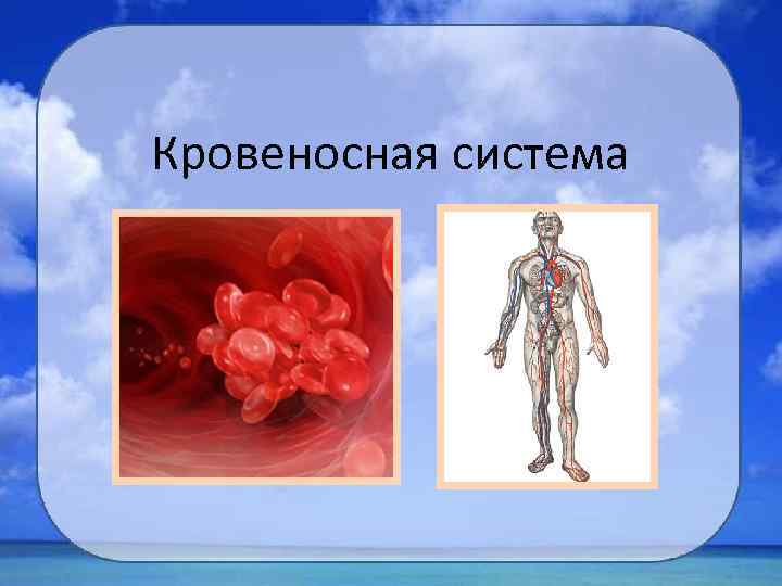 Кровеносная система 