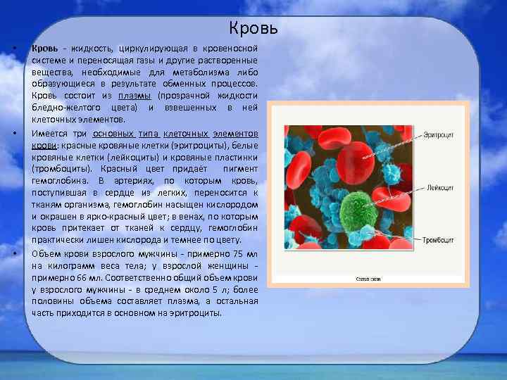 Кровь • • • Кровь - жидкость, циркулирующая в кровеносной системе и переносящая газы