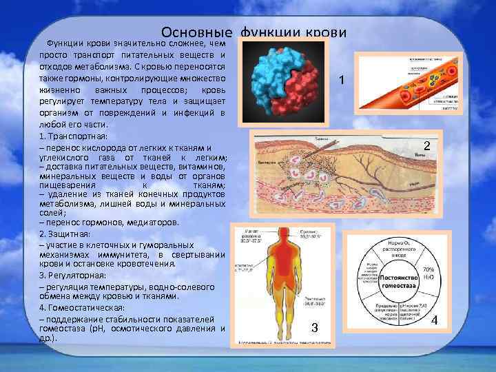 Основные функции крови Функции крови значительно сложнее, чем просто транспорт питательных веществ и отходов