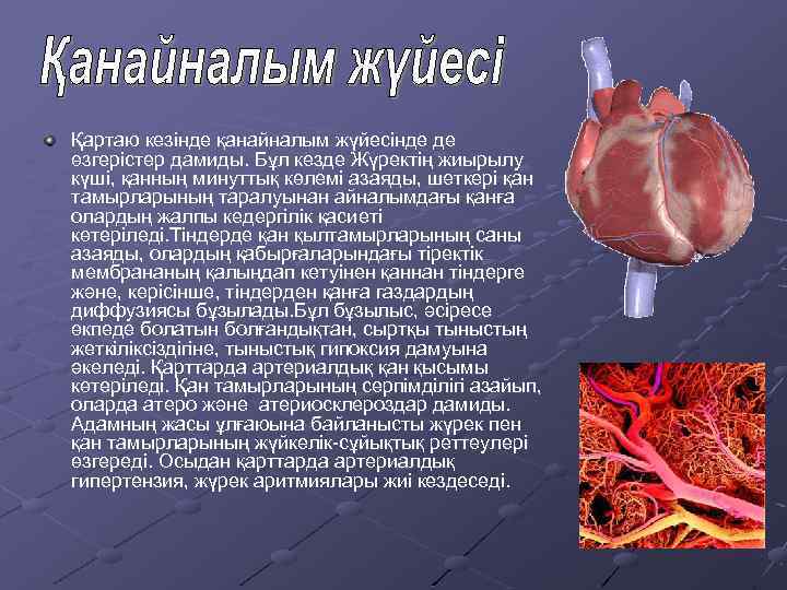 Қартаю кезінде қанайналым жүйесінде де өзгерістер дамиды. Бұл кезде Жүректің жиырылу күші, қанның минуттық