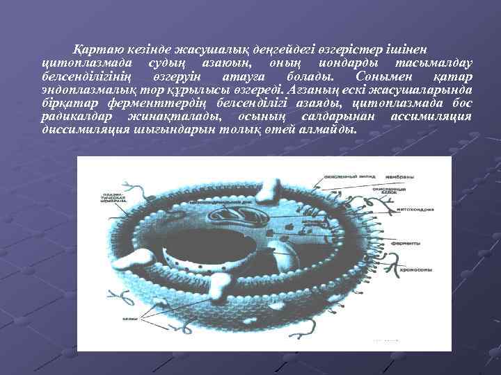 Қартаю кезінде жасушалық деңгейдегі өзгерістер ішінен цитоплазмада судың азаюын, оның иондарды тасымалдау белсенділігінің өзгеруін