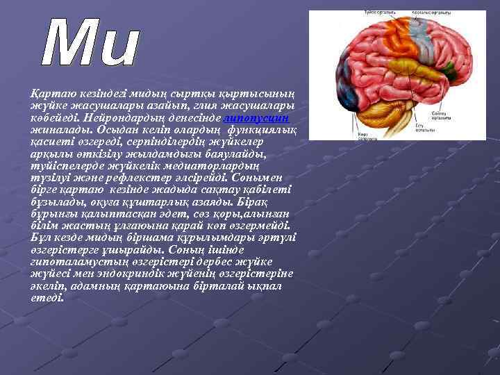 Қартаю кезіндегі мидың сыртқы қыртысының жүйке жасушалары азайып, глия жасушалары көбейеді. Нейрондардың денесінде липопусцин