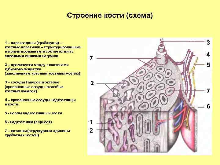 Схема костя