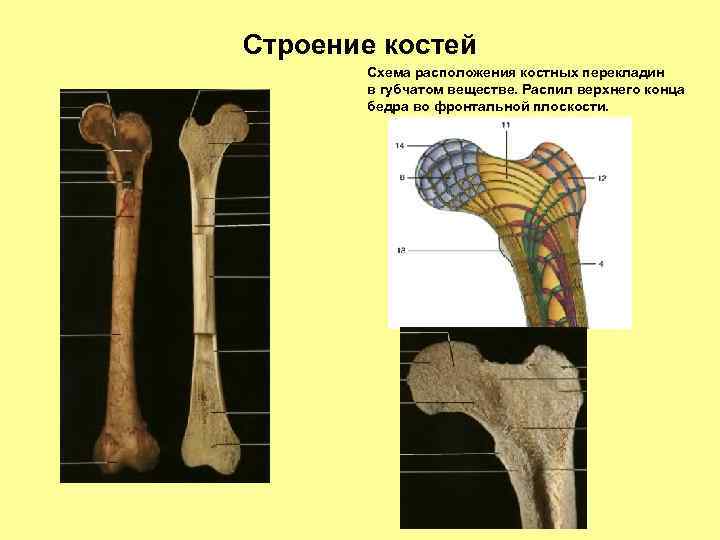 Что такое кость. Строение бедренных костей. Строение бедренной кости на распиле. Бедренная кость строение и функции. Структура бедренной кости.