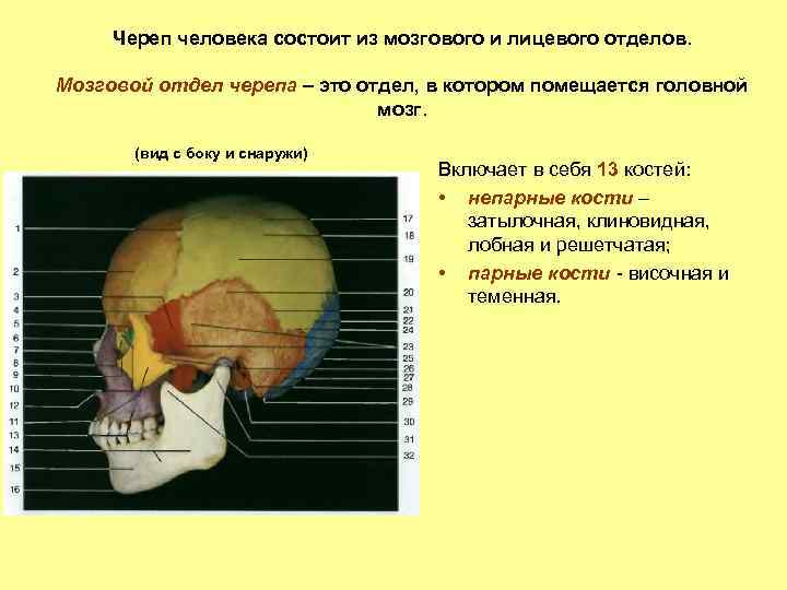 Череп человека состоит из мозгового и лицевого отделов. Мозговой отдел черепа – это отдел,
