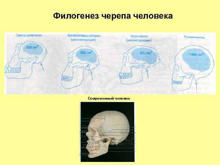 Филогенез черепа человека Современный человек 