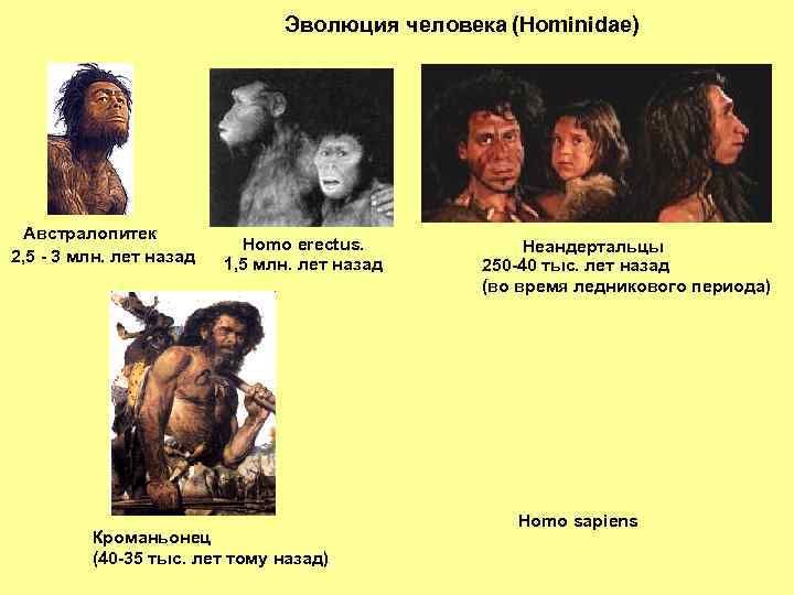 Эволюция человека (Hominidae) Австралопитек 2, 5 - 3 млн. лет назад Нomo erectus. 1,