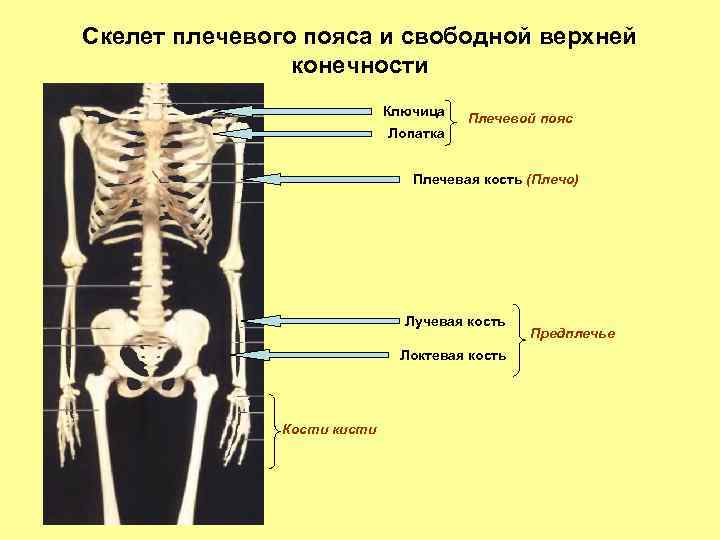 Плечевой пояс кости скелета