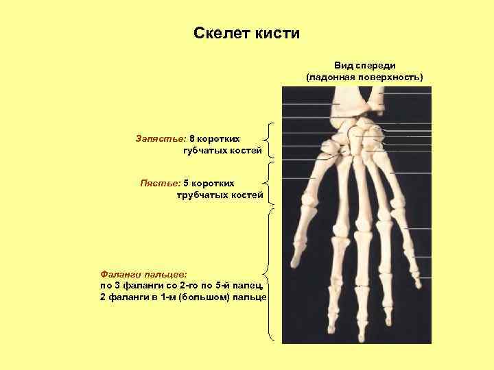 Виды запястья