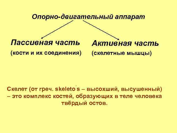 Опорно-двигательный аппарат Пассивная часть Активная часть (кости и их соединения) (скелетные мышцы) Скелет (от
