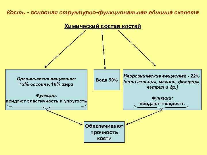 Основная кость. Структурно-функциональная единица скелета кость. Структурно функциональной единицей скелета является. Основной структурно-функциональной единицей кости является. Основа структурного функционального единица скелета.