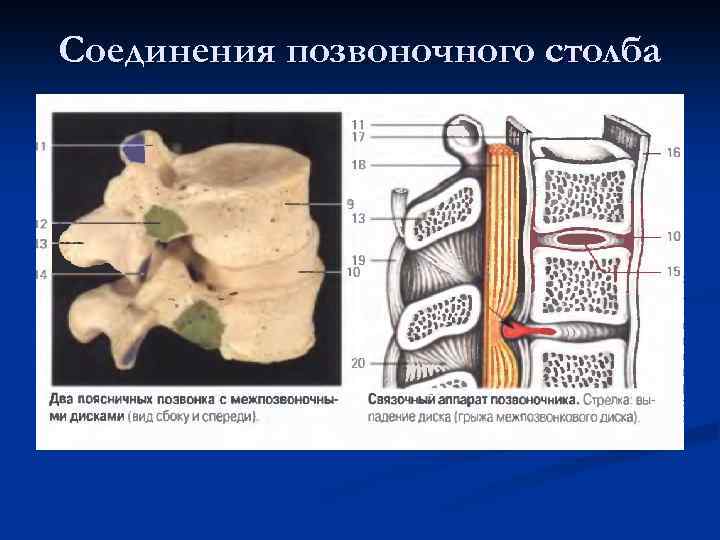 Соединения позвоночного столба 