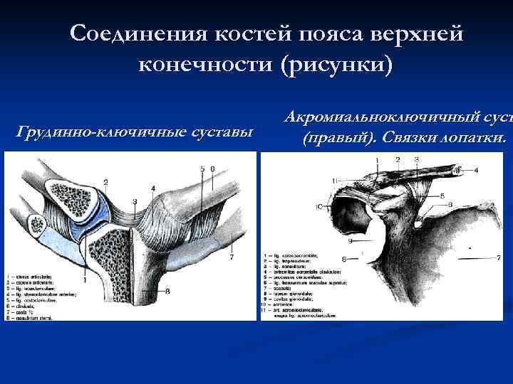 Соединение костей пояса