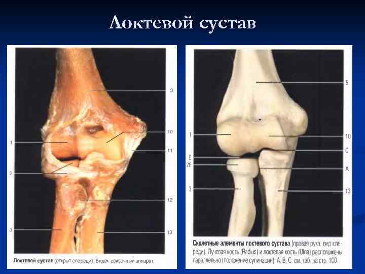 Кости локтевого сустава. Локтевой сустав строение анатомия костей. Анатомия локт сустава. Кости локтевого сустава анатомия. Костная анатомия локтевого сустава.