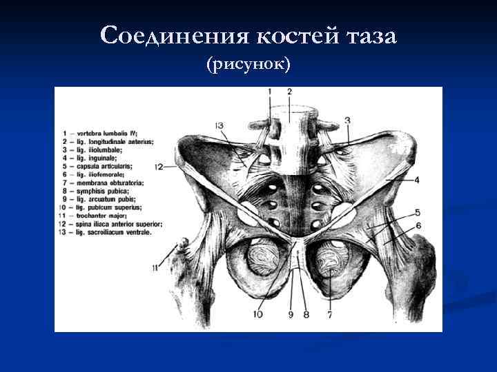 Тазовое соединение. Соединения таза. Соединение тазовых костей. Тазовые кости Тип соединения. Непрерывные соединения костей таза.