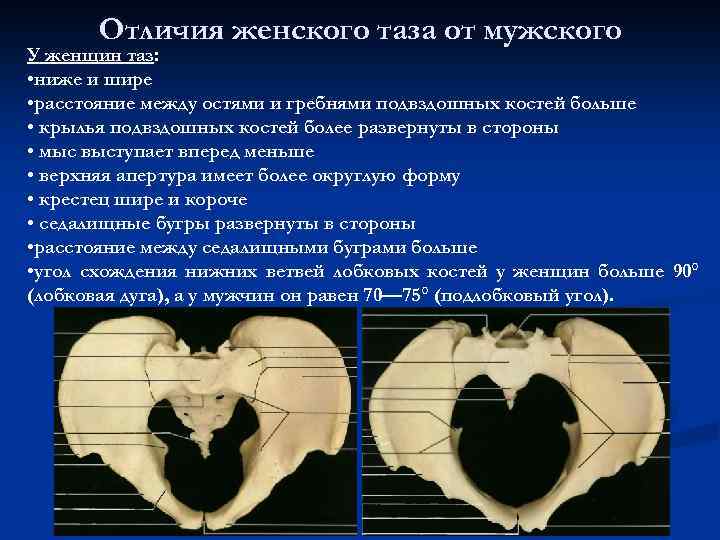 Отличия женского таза от мужского У женщин таз: • ниже и шире • расстояние