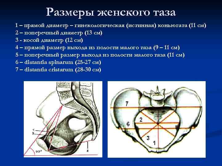 Размеры женского таза презентация