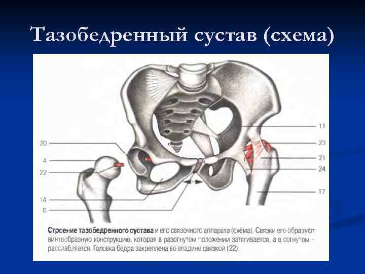 Тазобедренный сустав функции. Строение тазобедренного сустава человека схема. Строение и виды движений в тазобедренном суставе.. Тазобедренный сустав соединение костей.