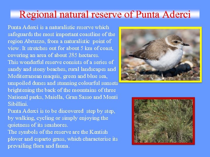 Regional natural reserve of Punta Aderci is a naturalistic reserve which safeguards the most