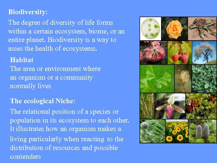 Biodiversity: The degree of diversity of life forms within a certain ecosystem, biome, or
