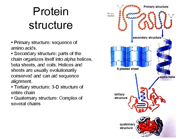 Protein structure • Primary structure: sequence of amino acids. • Secondary structure: parts of