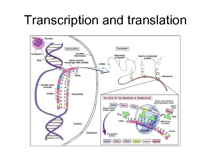 Transcription and translation 