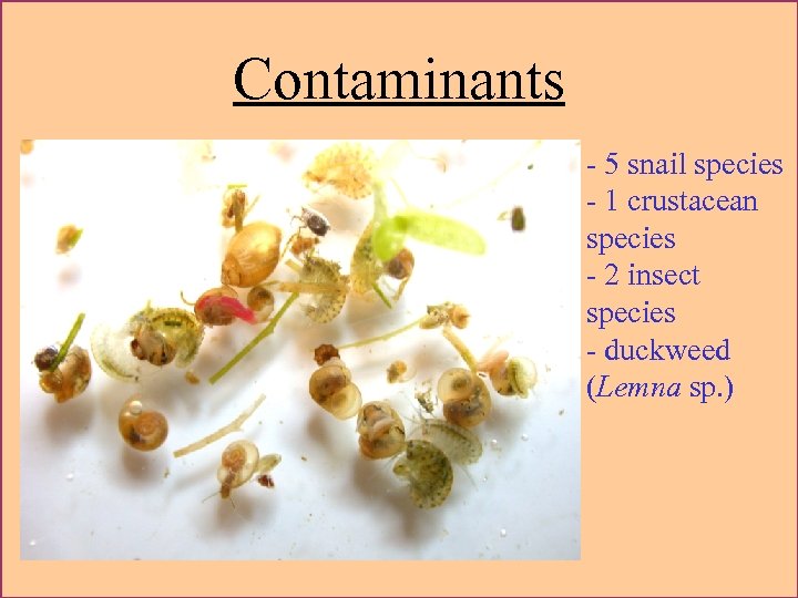 Contaminants - 5 snail species - 1 crustacean species - 2 insect species -