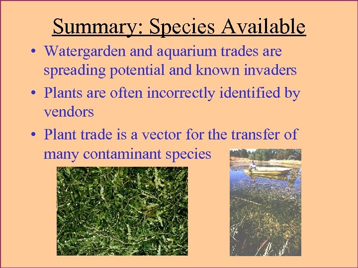 Summary: Species Available • Watergarden and aquarium trades are spreading potential and known invaders